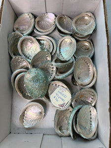 Wholesale Flat - 021 - Abalone Shell - 40 pieces